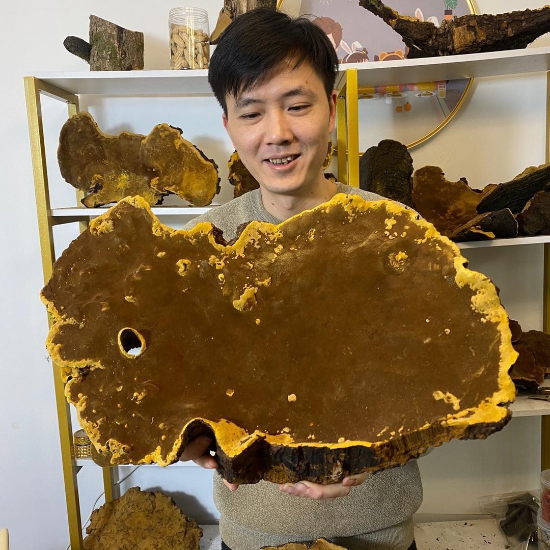 灵芝百草滋补（小明在西藏）