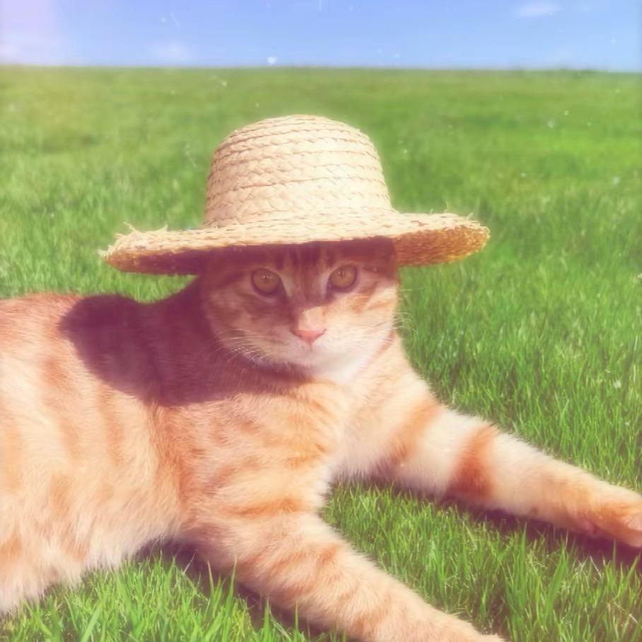 胖喵🐱