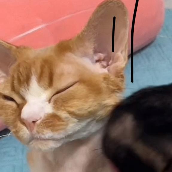 黄宝宝和黑宝宝