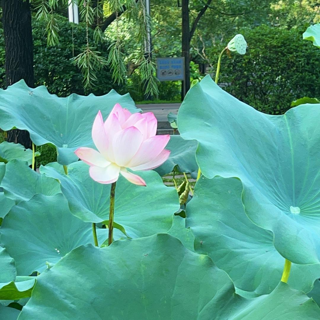 蔓🎋菁