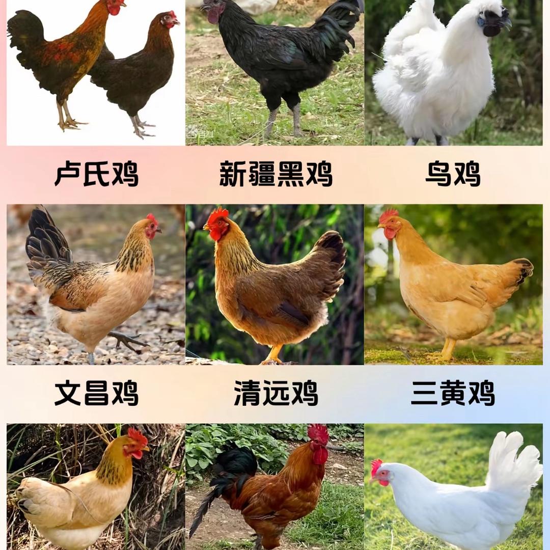 王妈土鸡蛋