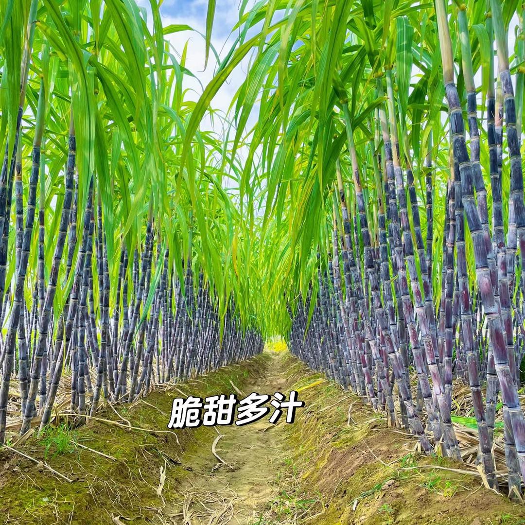 天珍鲜品小时达