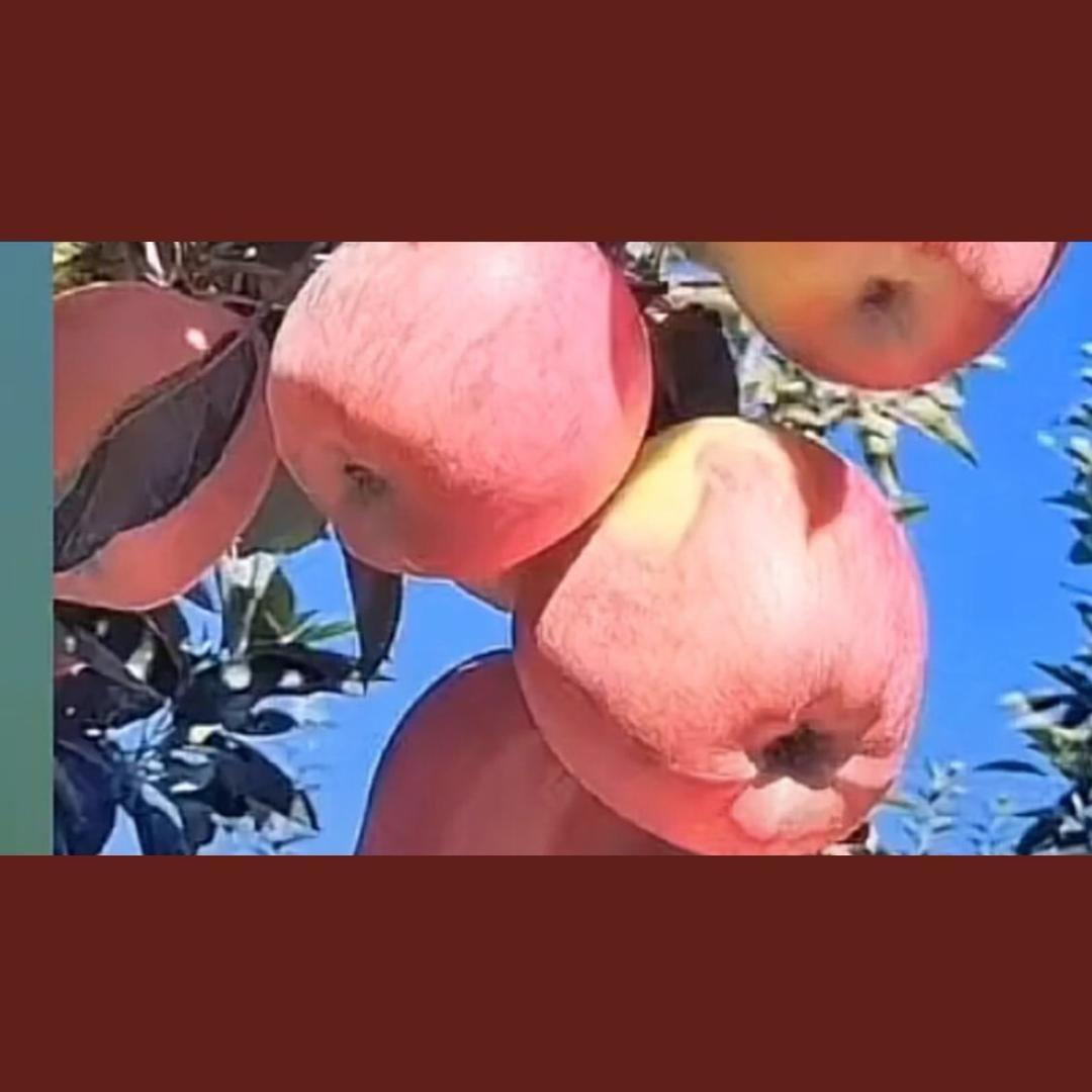 特星姐
