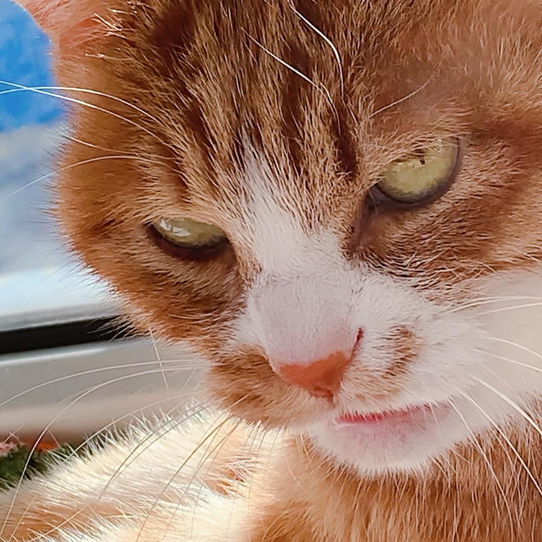 家有猫三宝@抖音