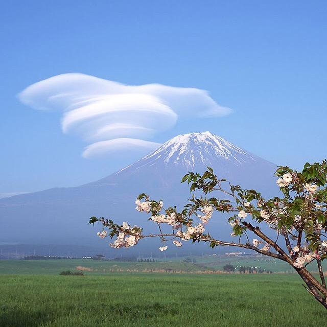 薰衣草