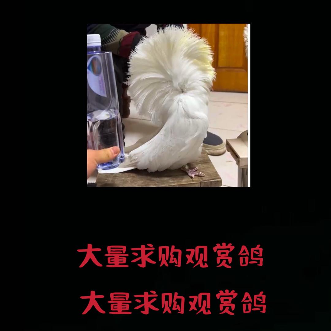 金成鸽苑（小帅）