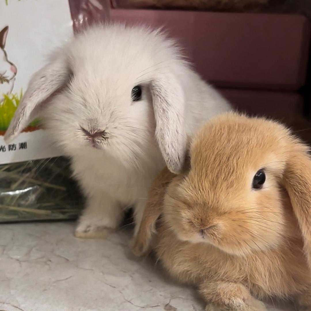 兔叽咪🐰