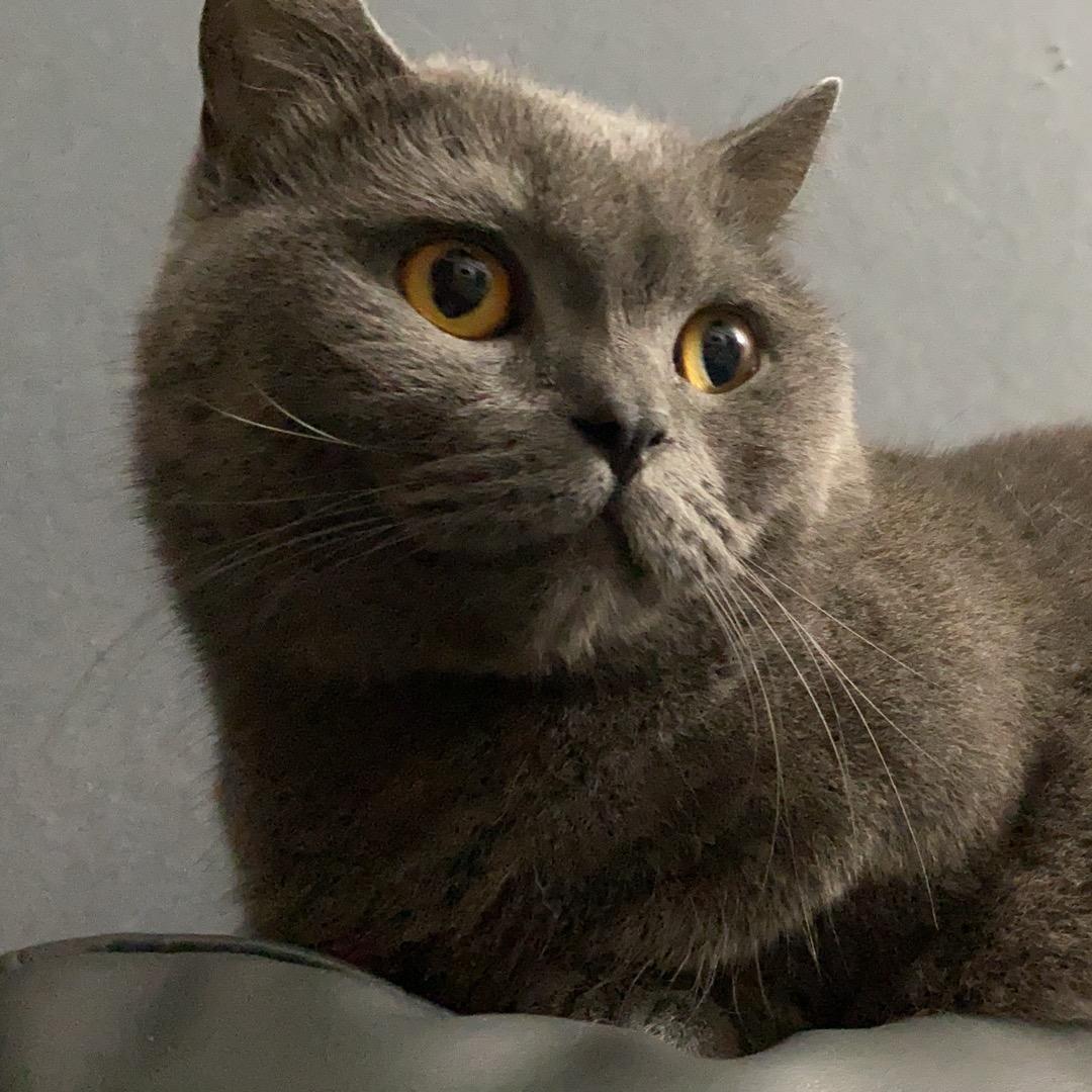 酸奶（三角洲行动）