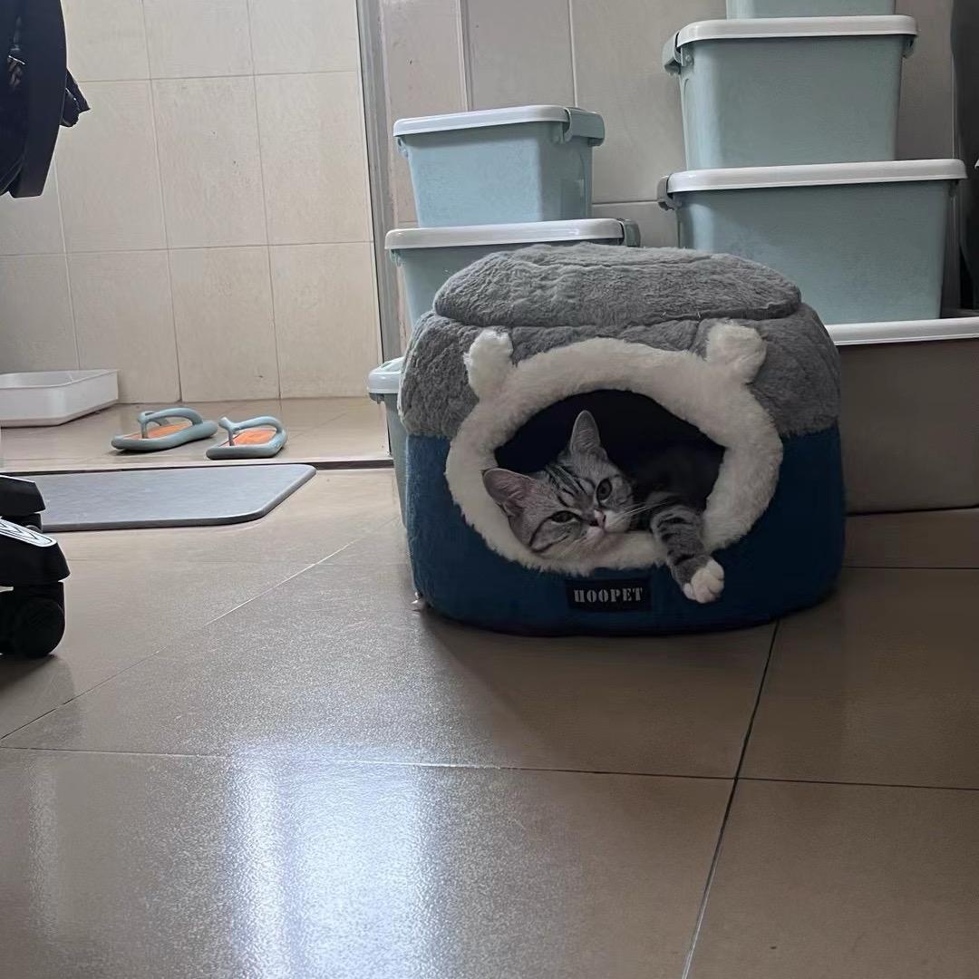 我的猫不喜欢吃猫粮