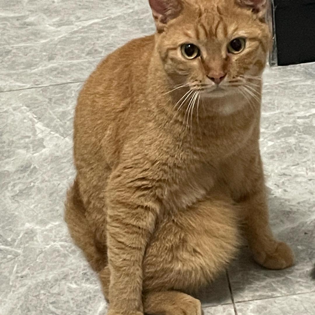 喵呀喵呀咦🐱