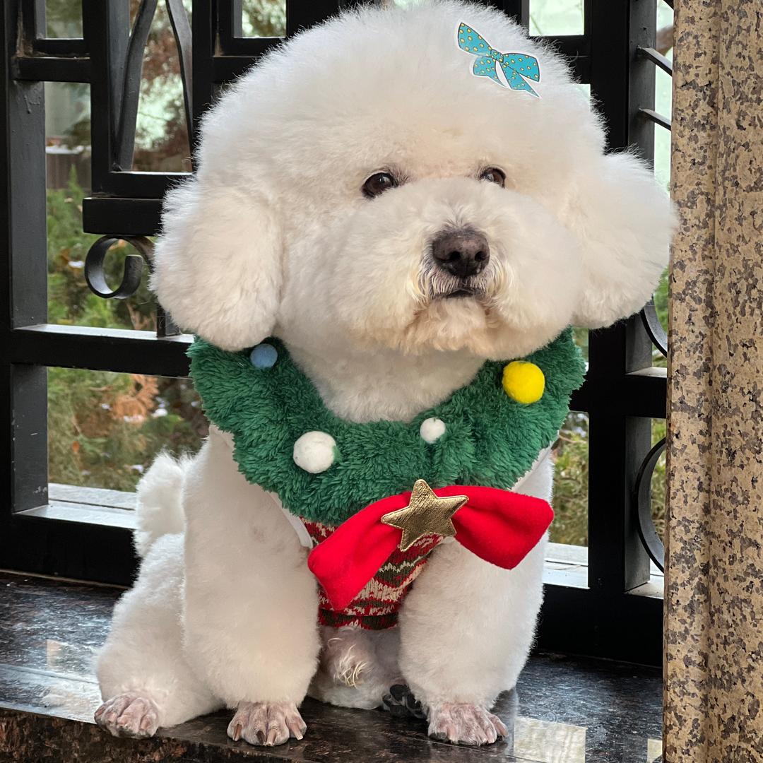 森森是个巨型比熊