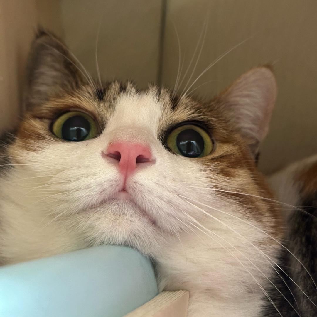 社会闲散猫