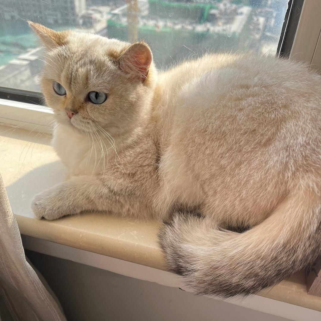 雪球啊