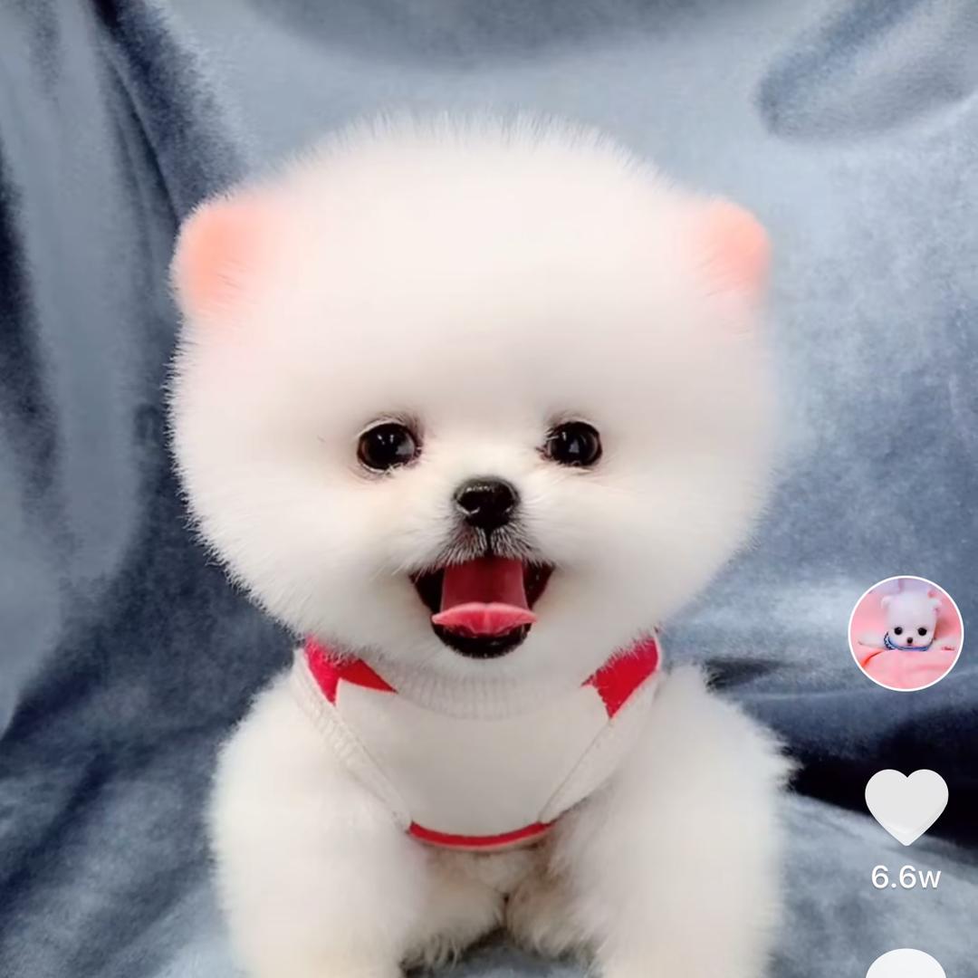 草莓核儿🍓