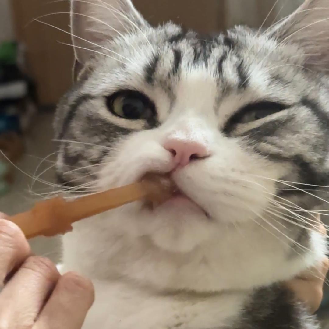 西伯利亚大猫（多啦）