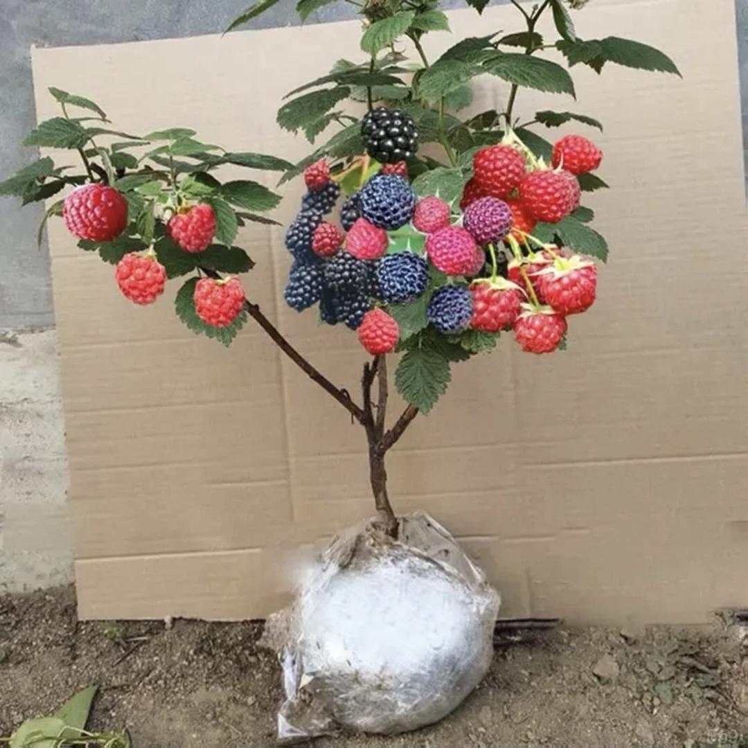 果亚多金悌果树苗木专卖店基地直发