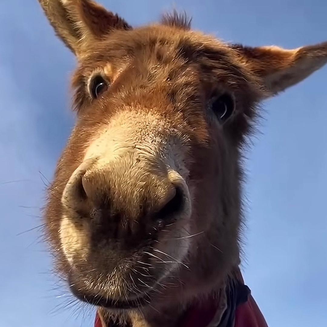 海绵宝宝不是宝