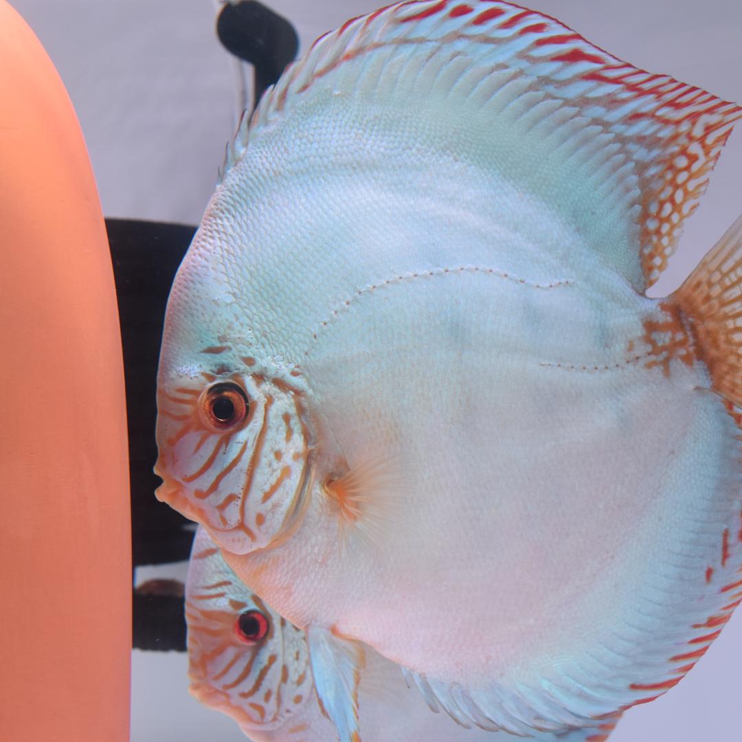 森乐七彩神仙鱼