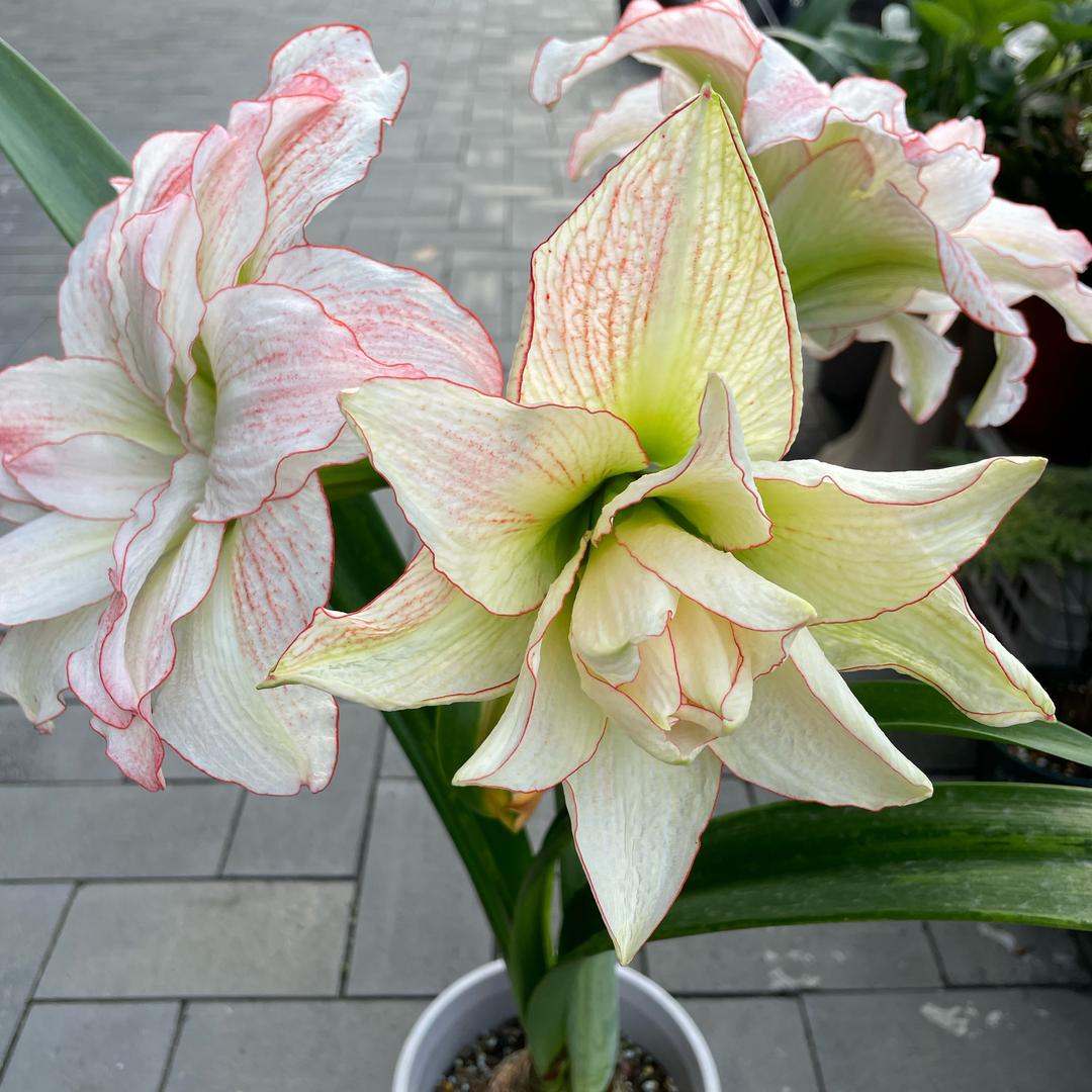 雁姐爱花