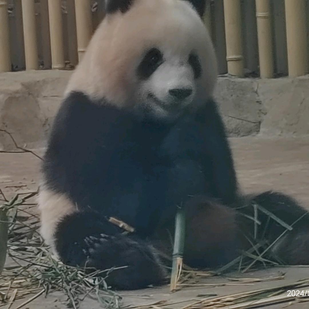 晨颐