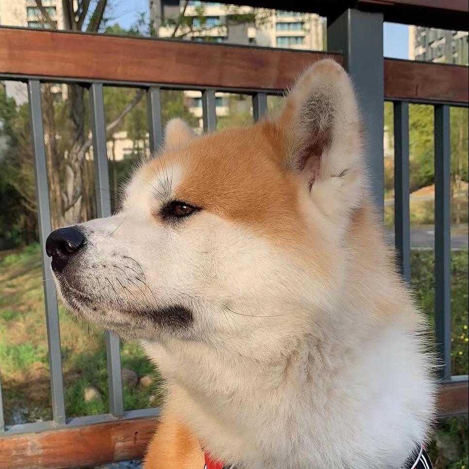 癫仔头像