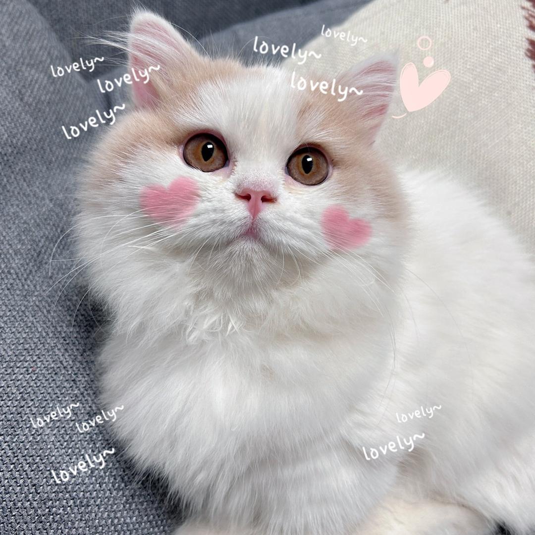 玲珑（养猫版）