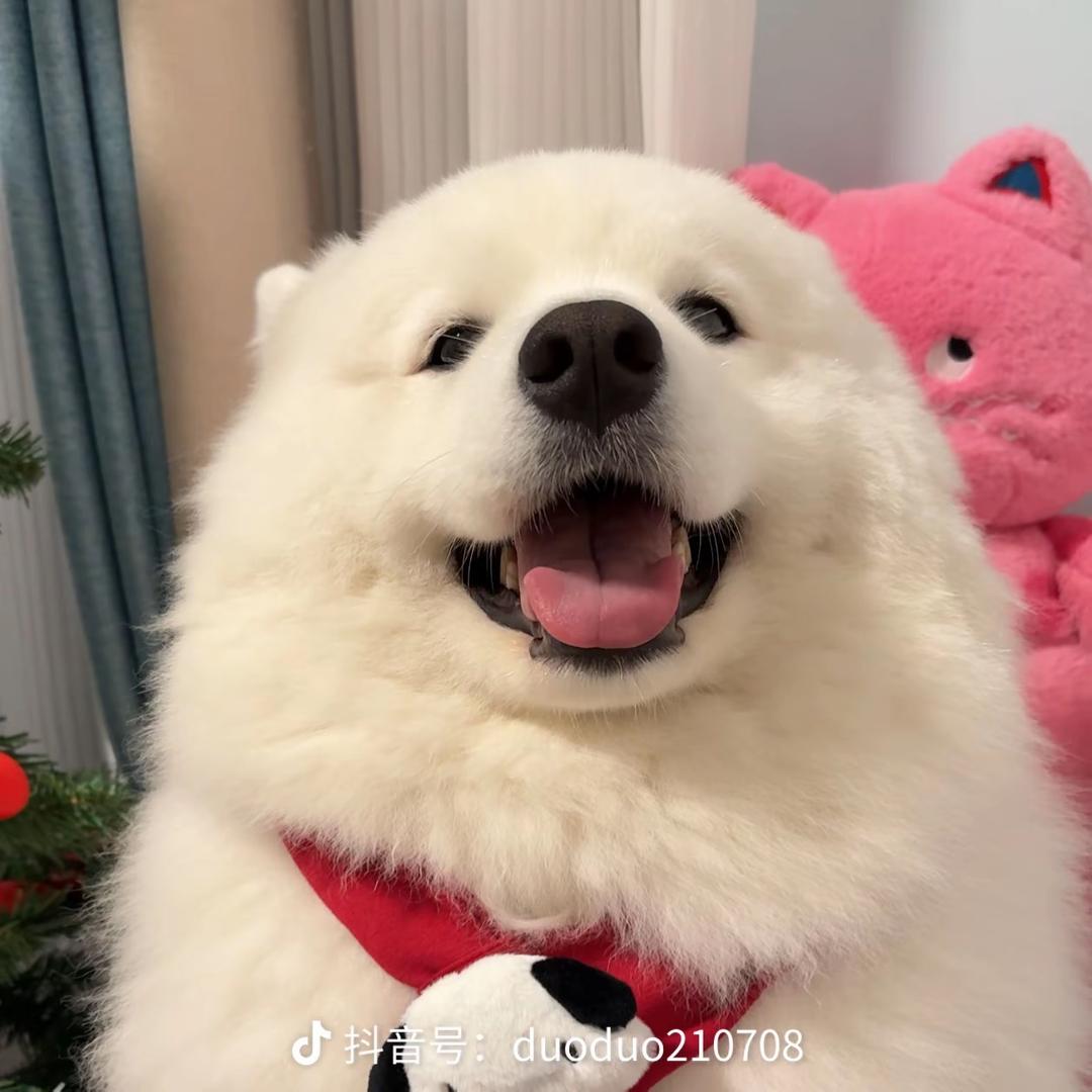 青哥