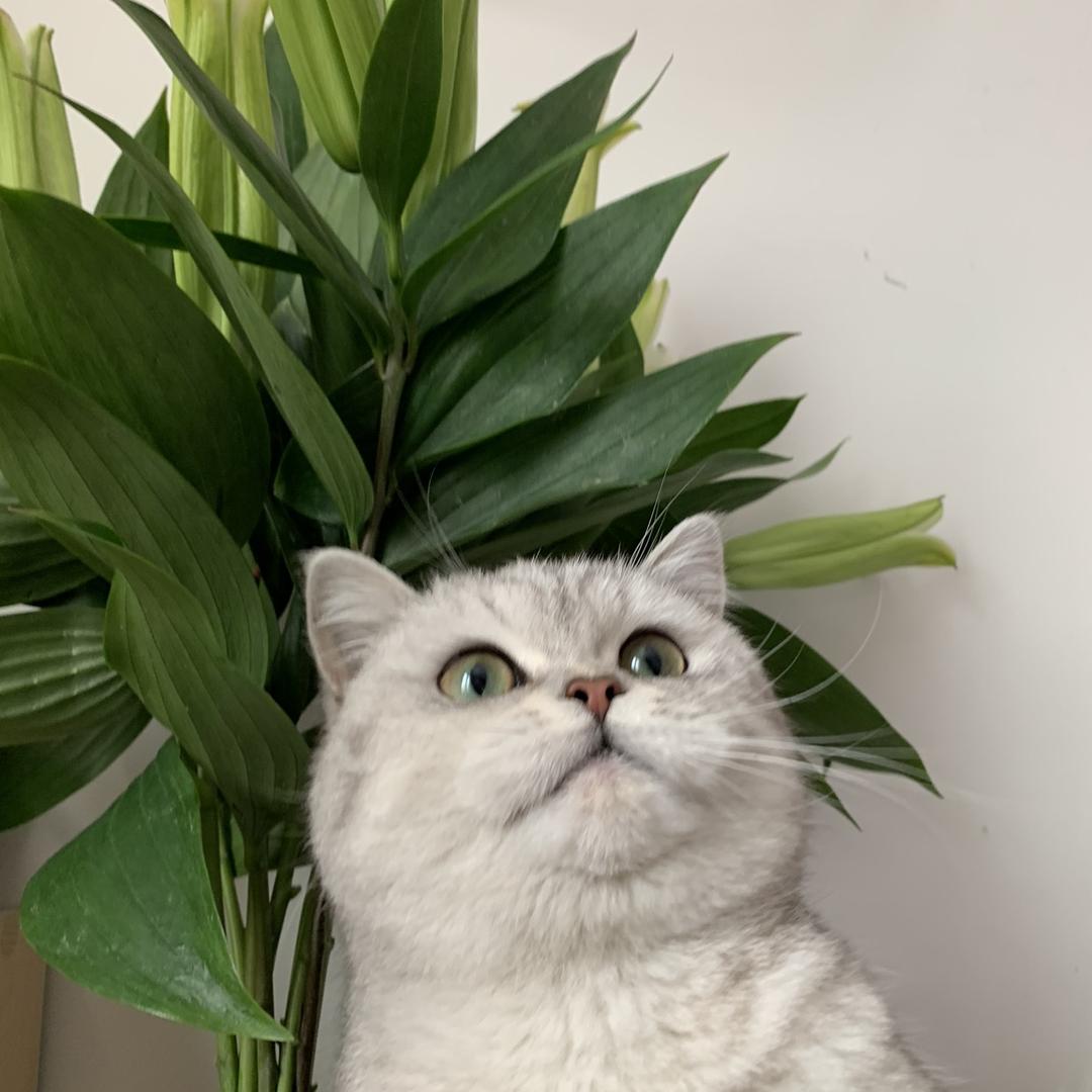 呐呐💫