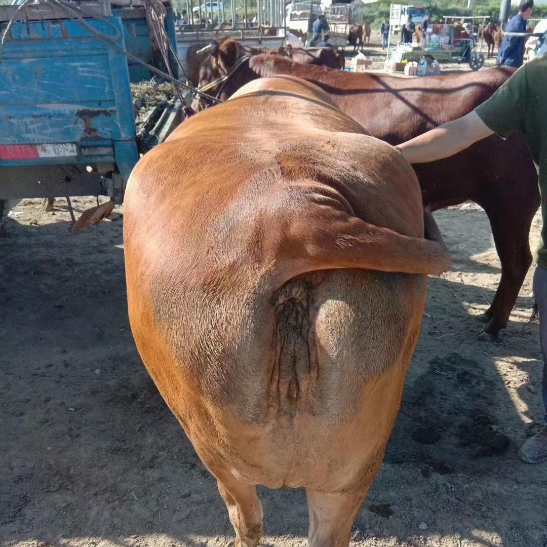 安松