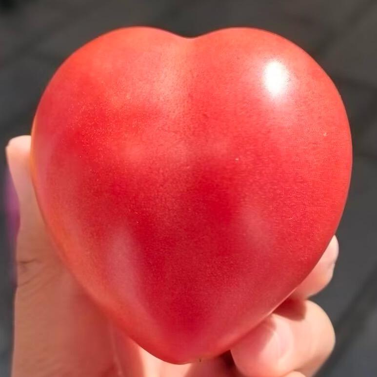 一颗心红柿
