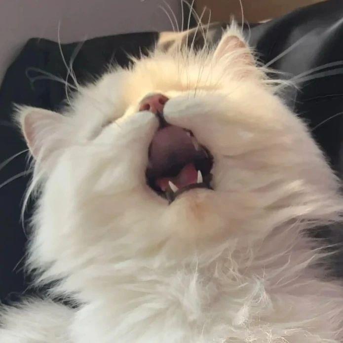 小破猫