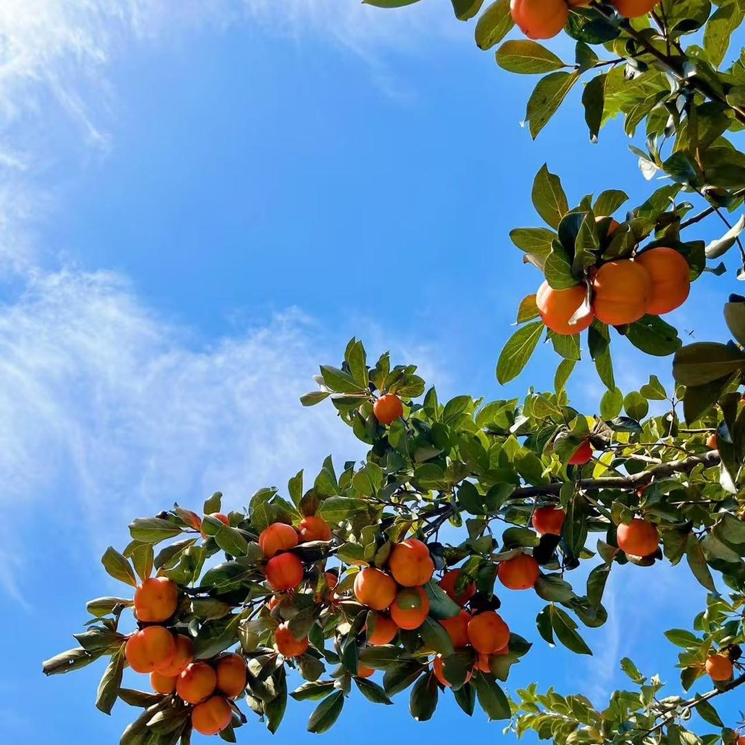 UOSU汇轩果树苗木专卖店