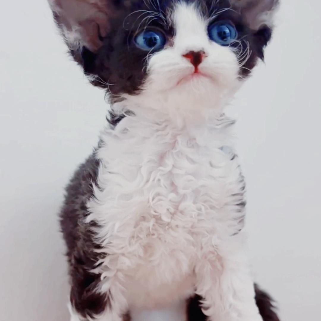 棉花糖德文卷毛猫直播号
