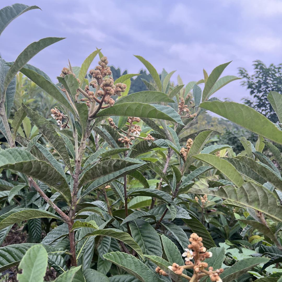 果花汇苗木优品小铺