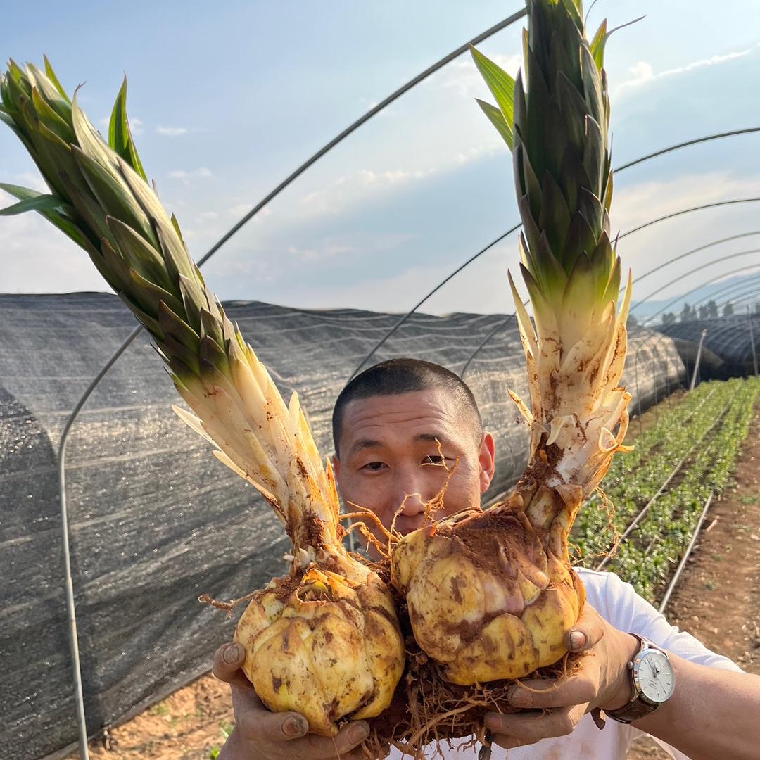 超人花卉
