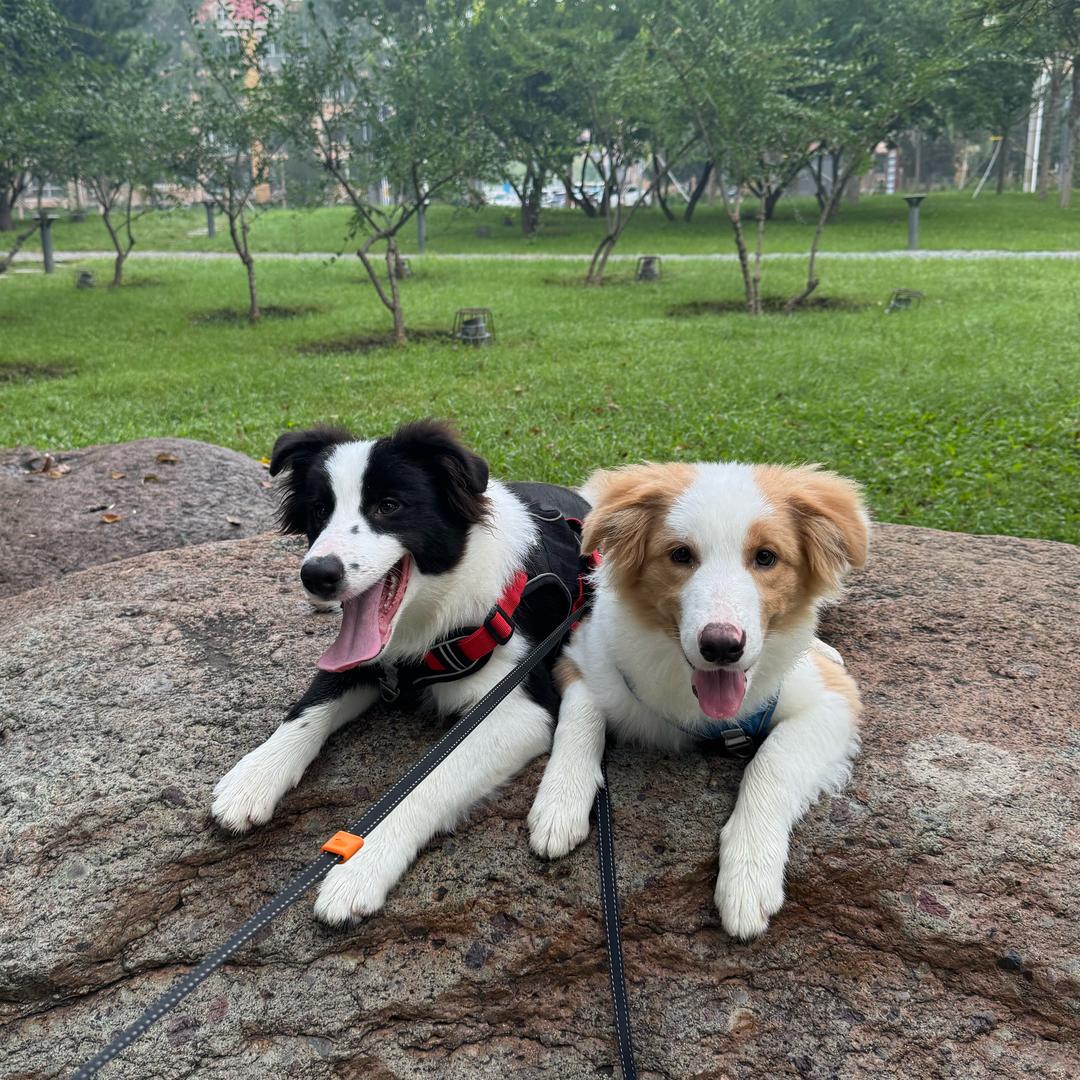 🐾小沃小迪