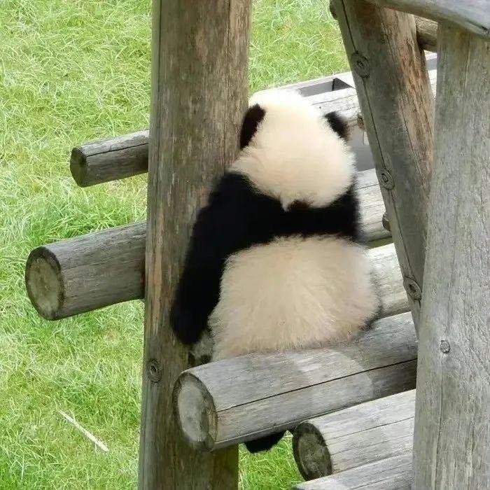 旭.