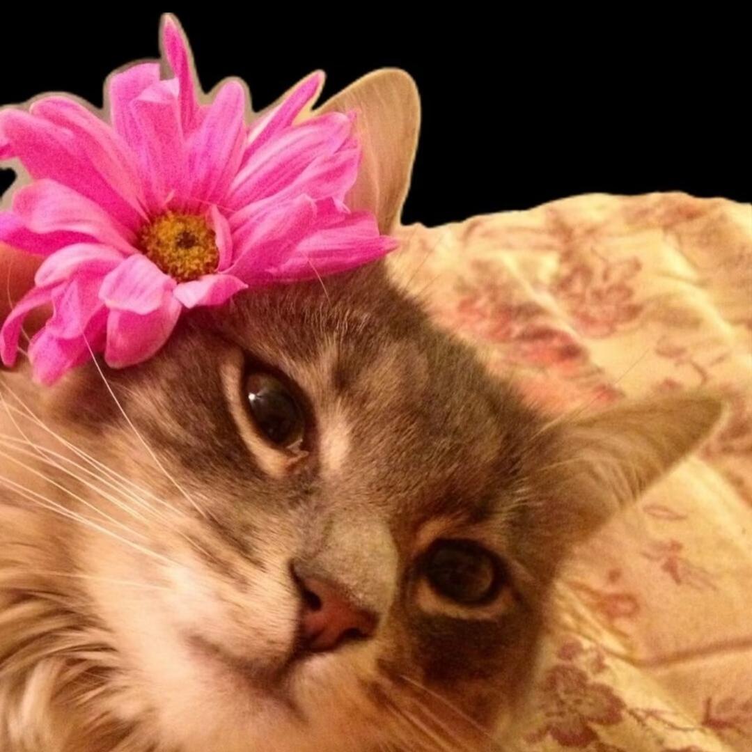 炸猫cat_25