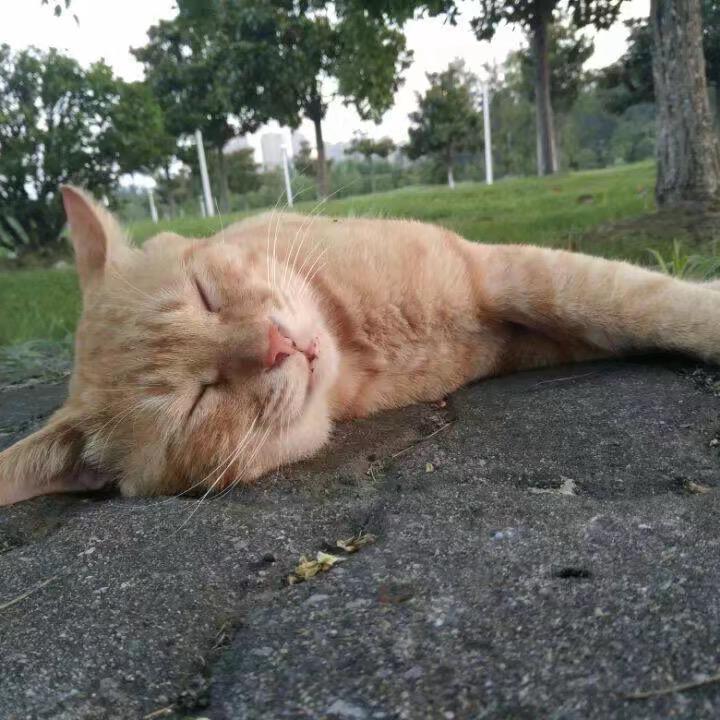 薛定谔的疯猫🐈