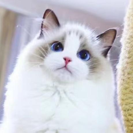 小猫 奥利
