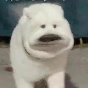 🪶