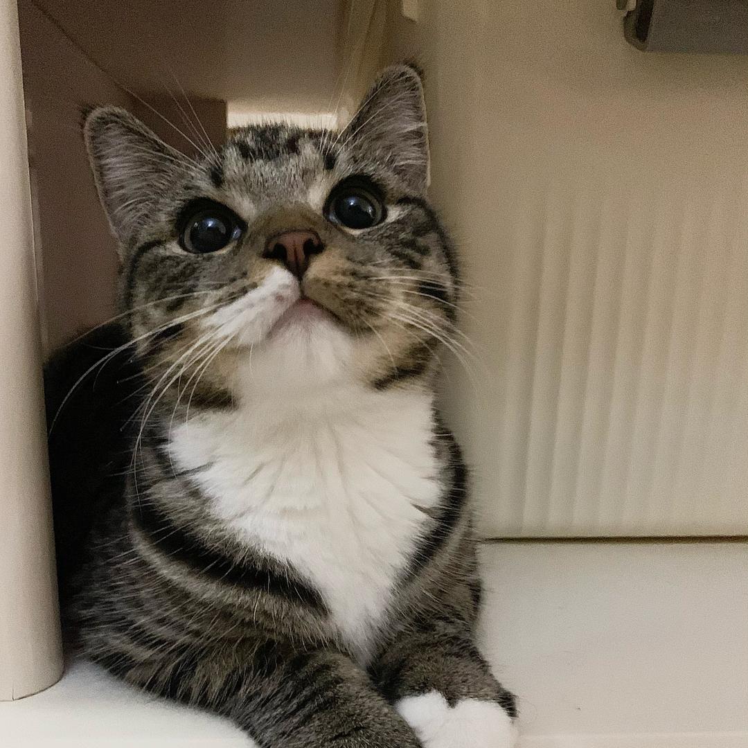 多肉鲜橙多🍊🍊🍊