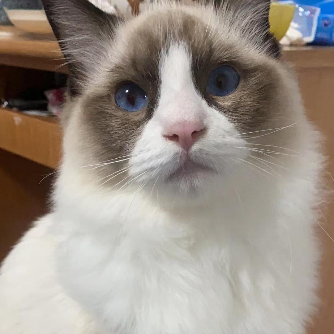 🌈大笨猫