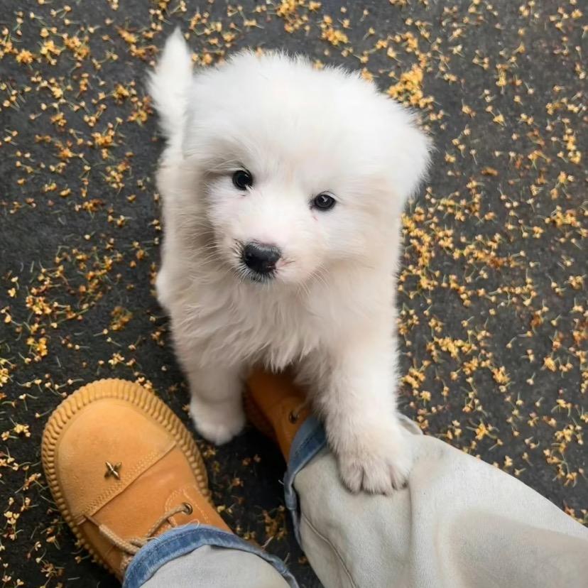 犯困小狗🐶