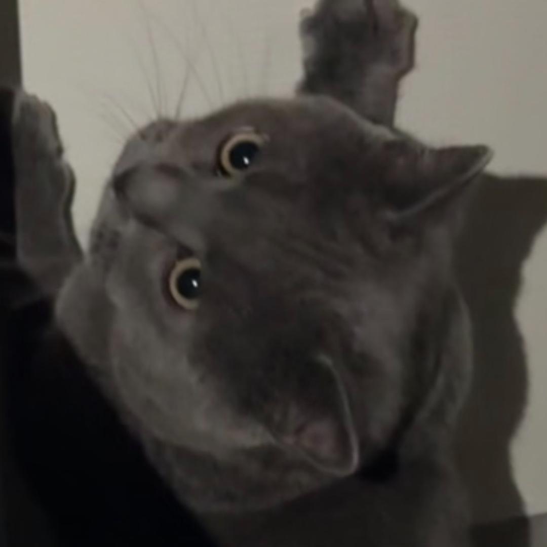 我的猪咪啊