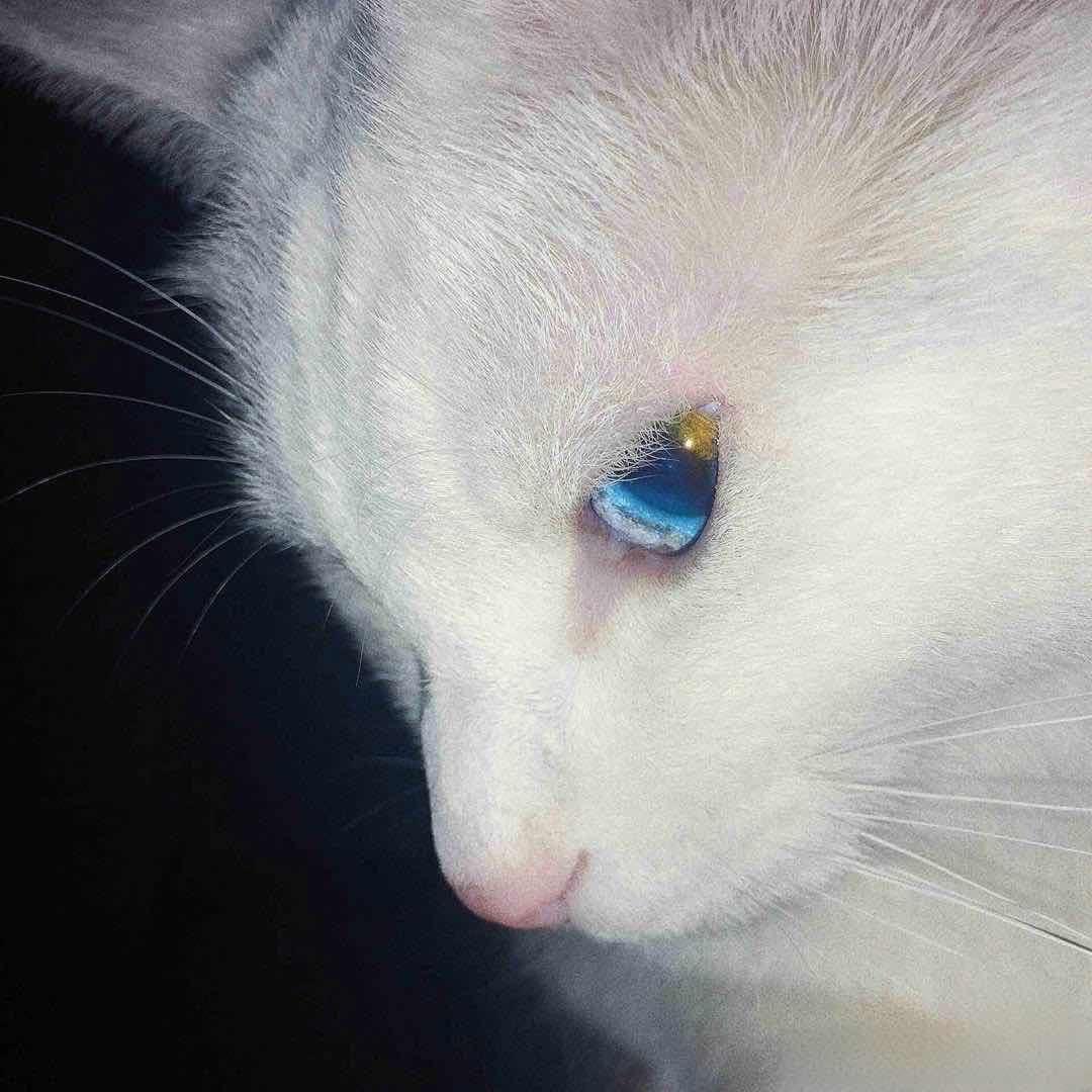 妒