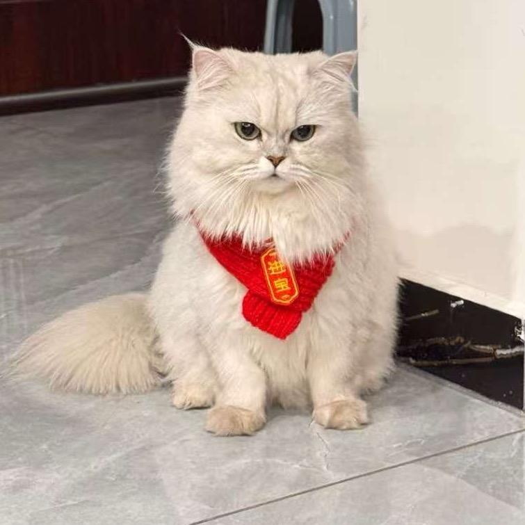 呆呆大疆🐷赁