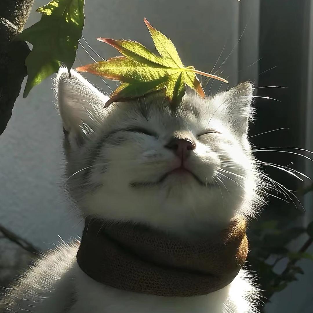 干脆面.