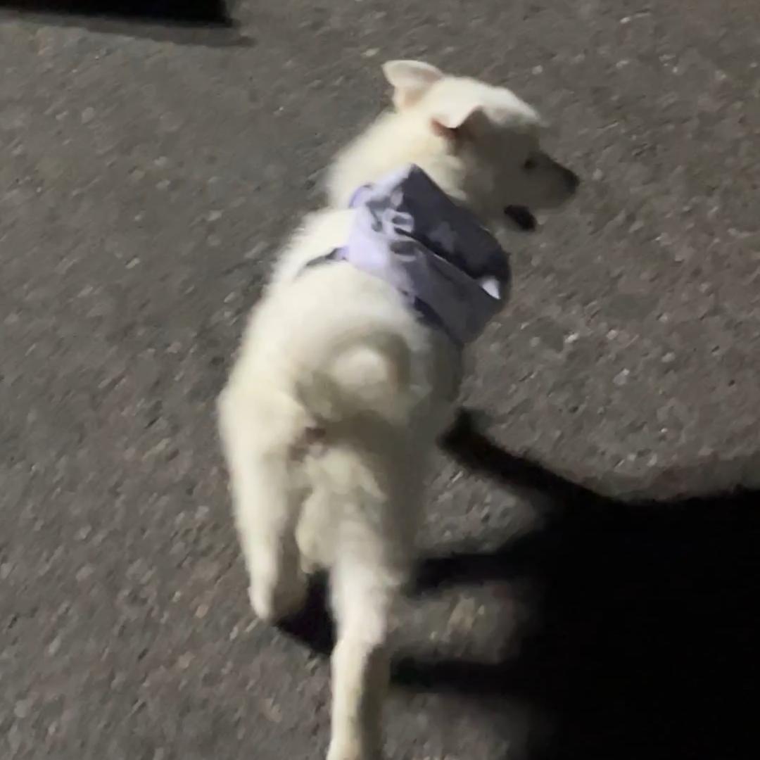 馒头卷一卷泡一泡