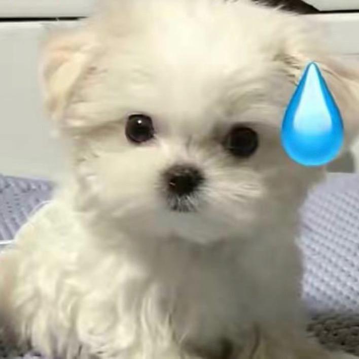 阿呜🐱